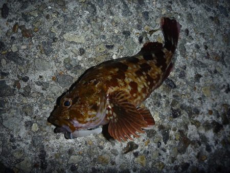 日没後に活性急上昇♪